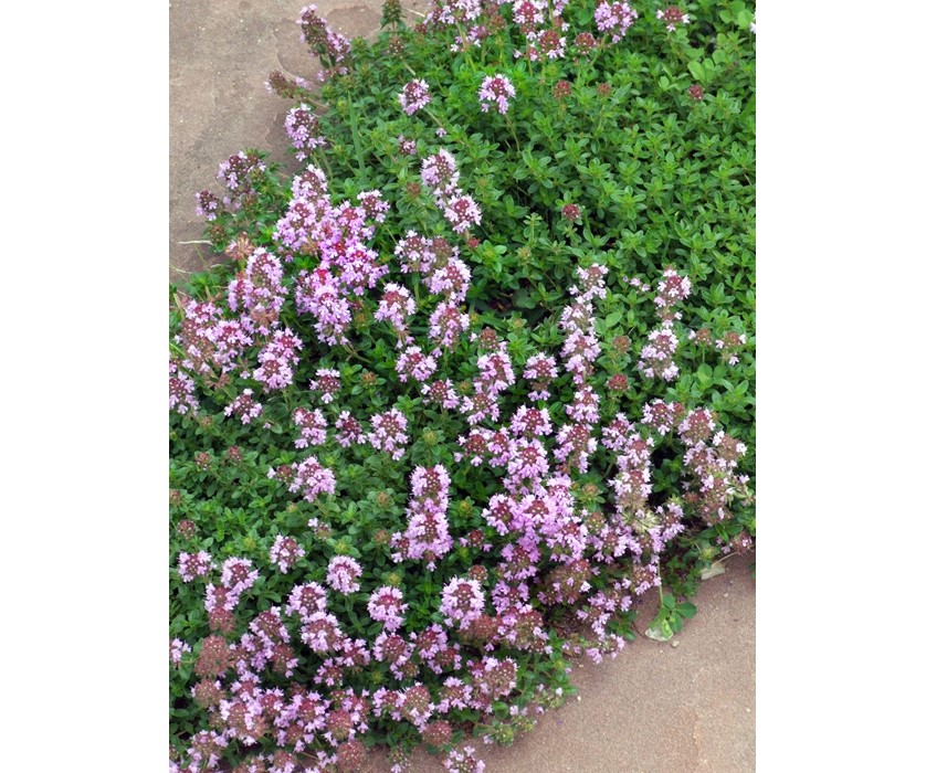 Soft Landing Thyme